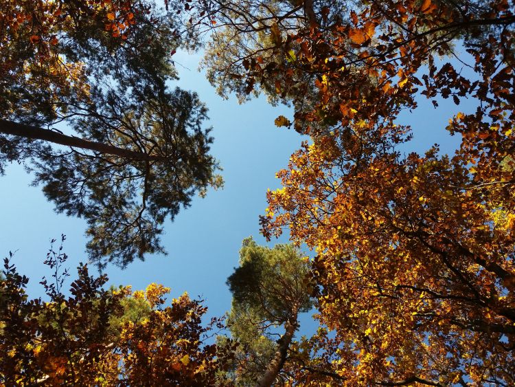 Bäume im Himmel gedreht 750.jpg