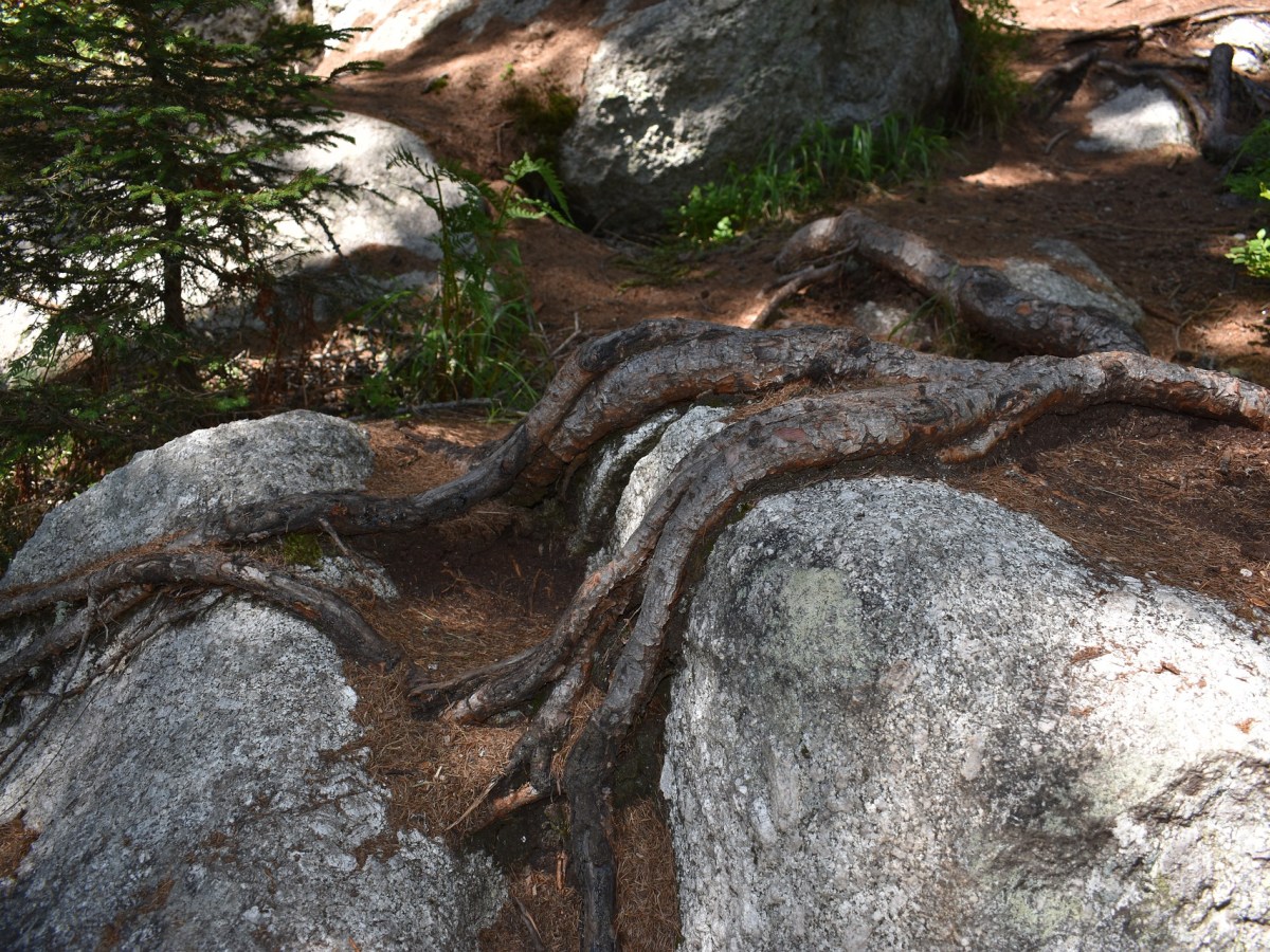 Das Leiden an der Wurzel&nbsp;abschneiden
